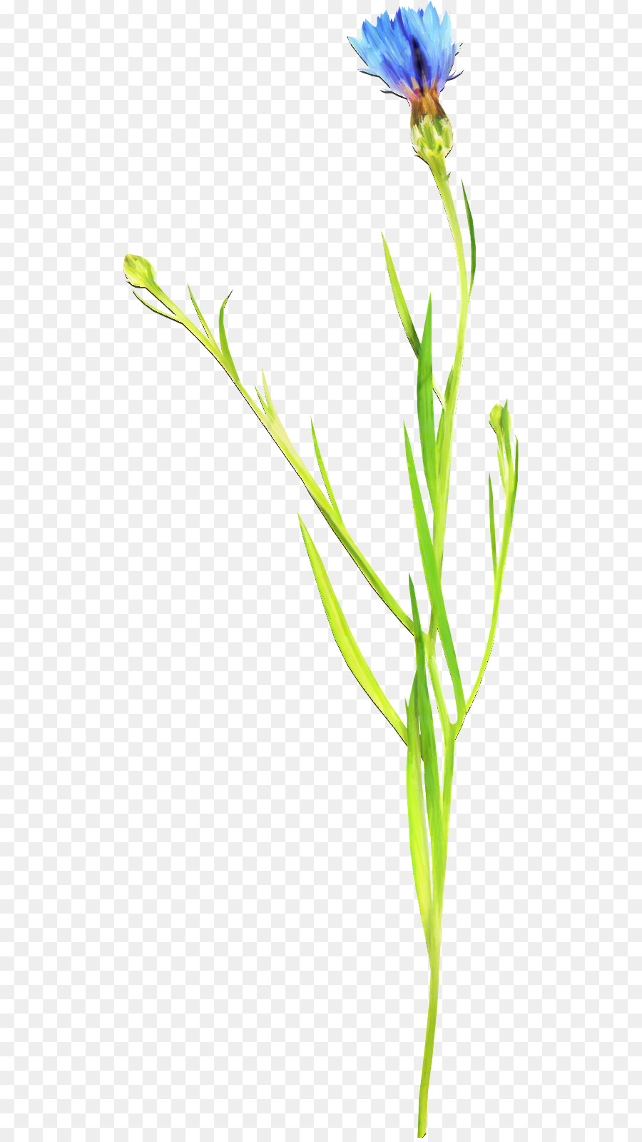 Fleurs Sauvages，Herbe PNG