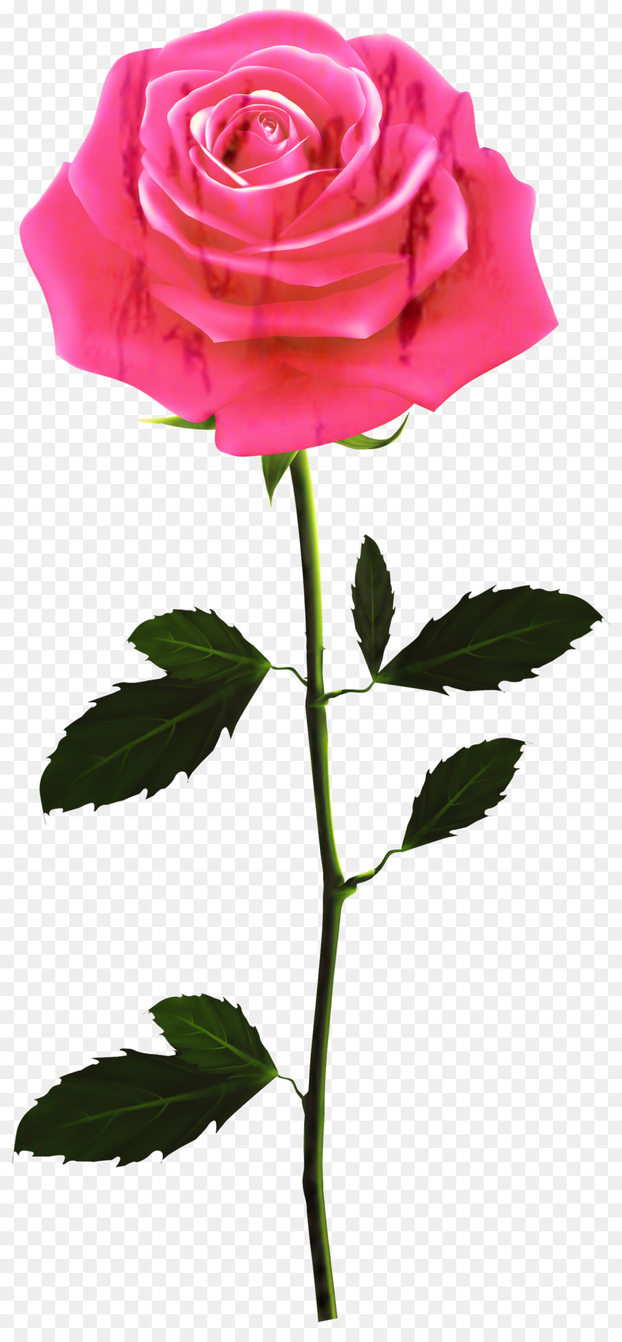 Rose，Matin PNG