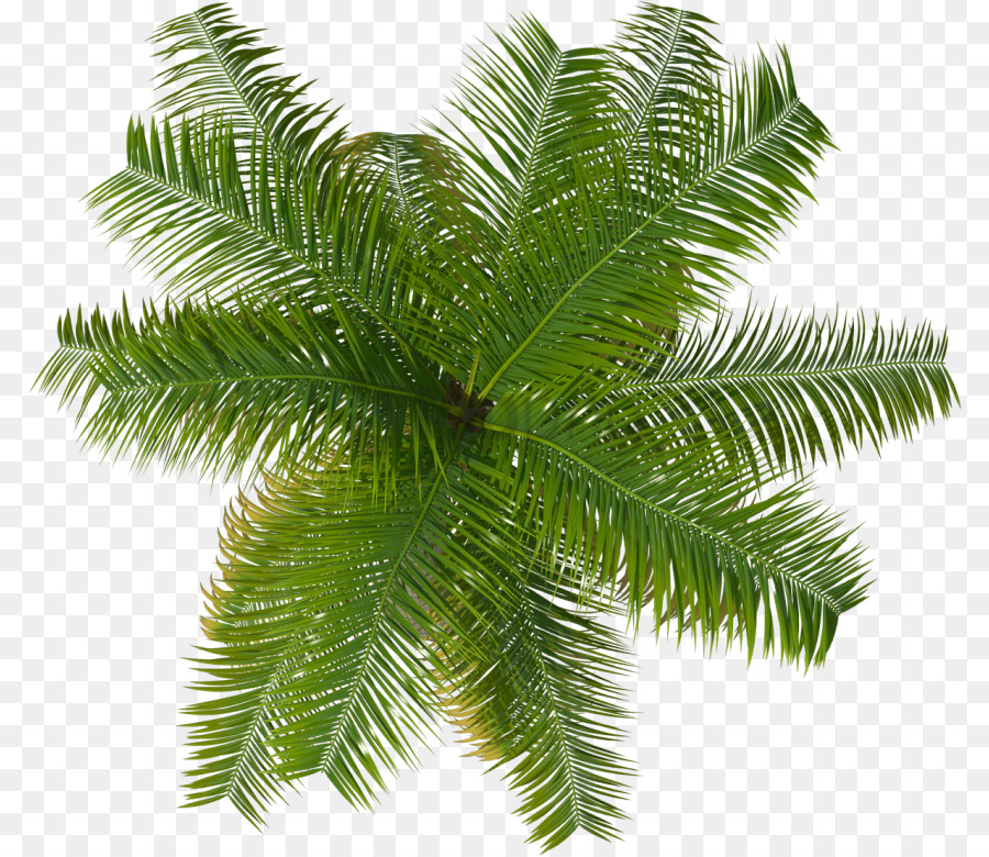 Les Palmiers Arbre Les Plantes Png Les Palmiers Arbre Les Plantes Transparentes Png Gratuit
