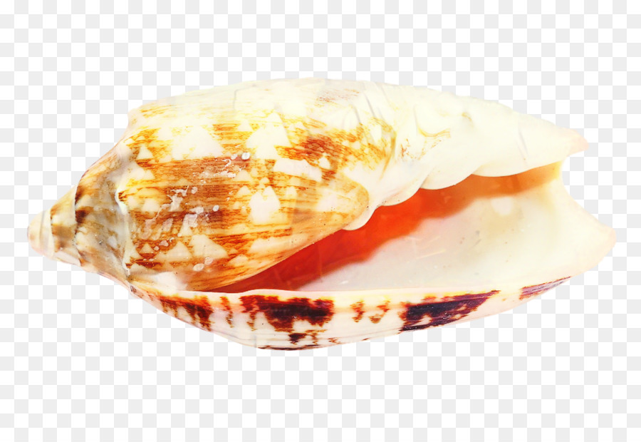 Coquillage，Moule PNG
