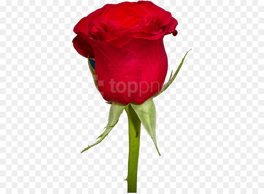 Rose，Fleur PNG