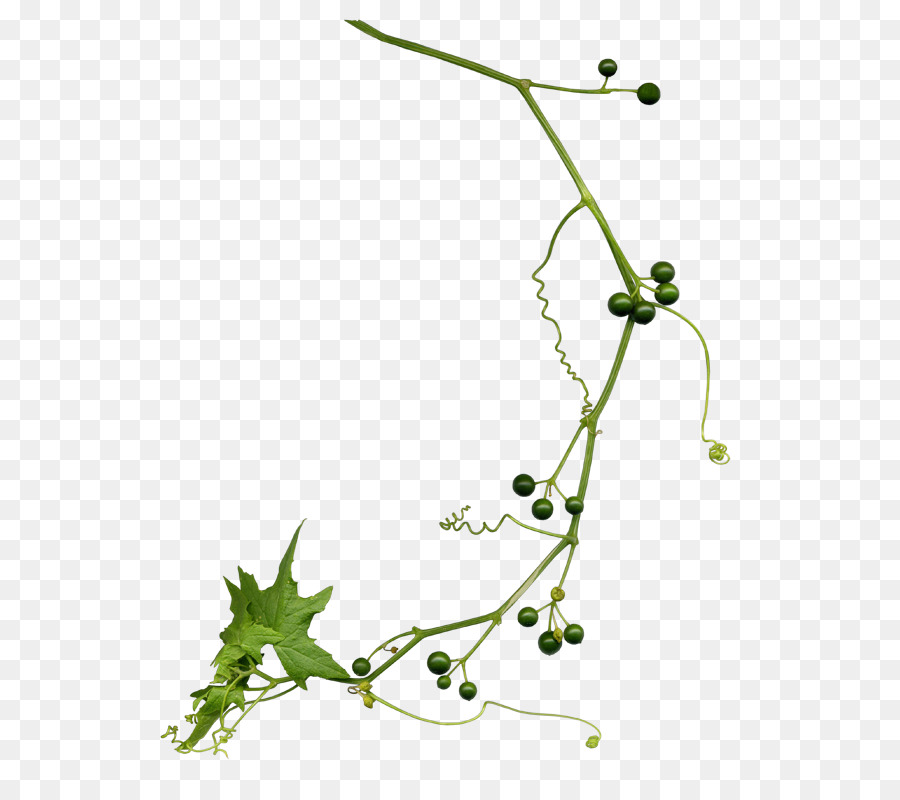 Raisin，Tige De La Plante PNG