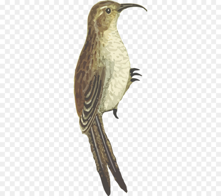 Oiseau，Les Pinsons PNG