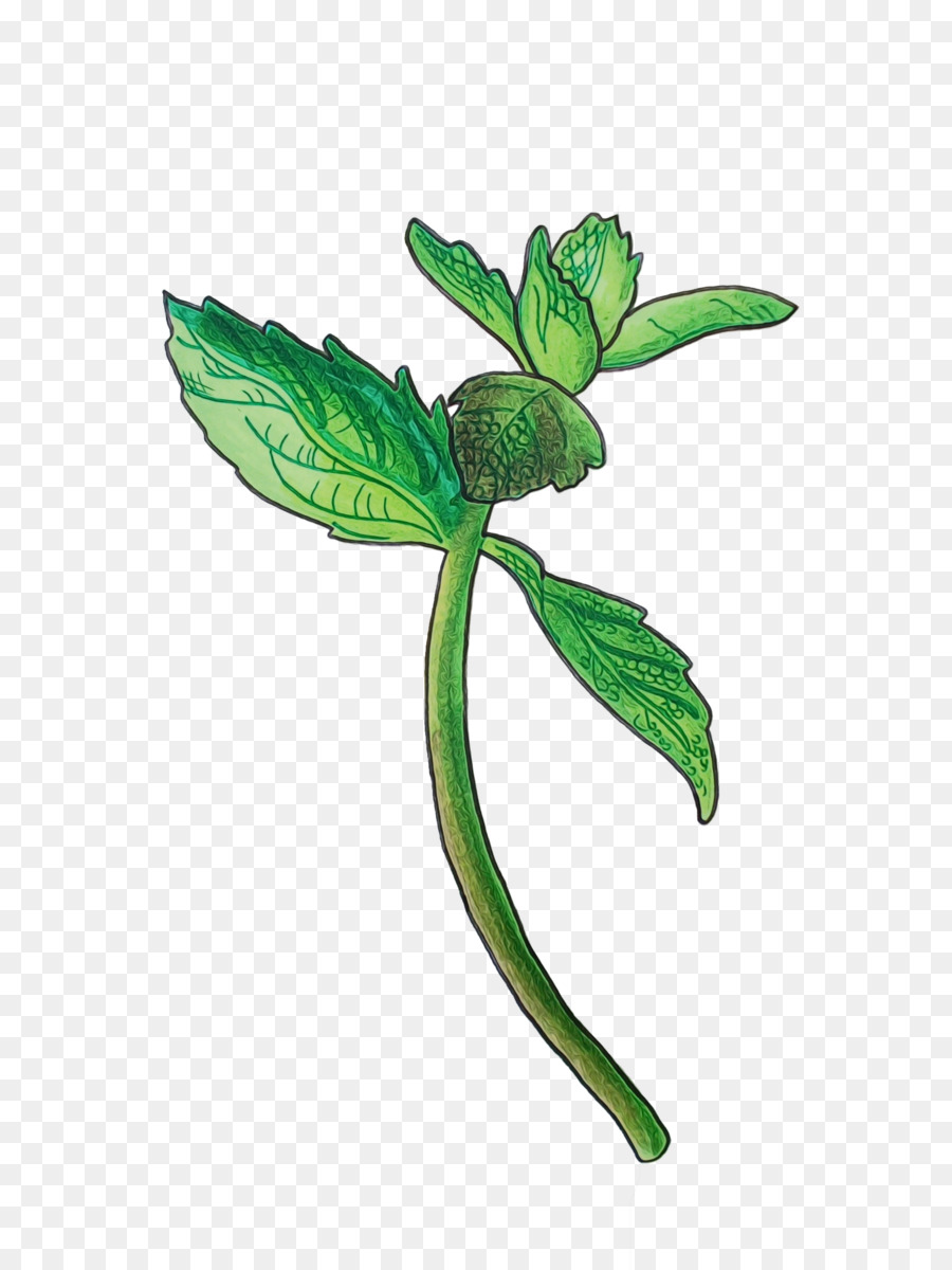 Feuille，Tige De La Plante PNG