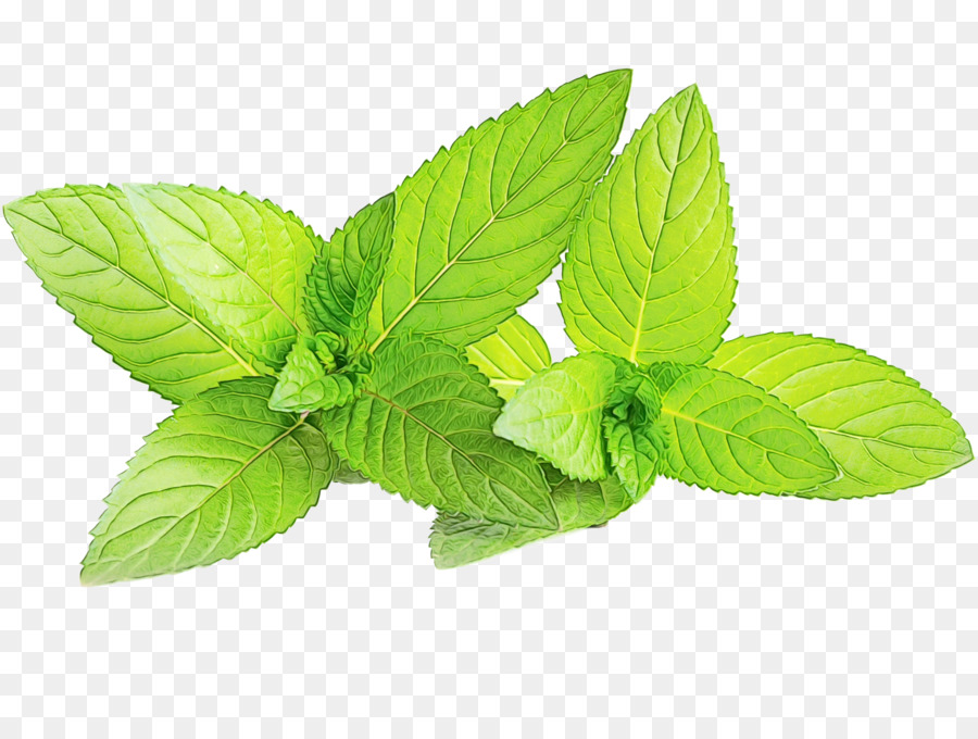 Menthe，Feuilles PNG