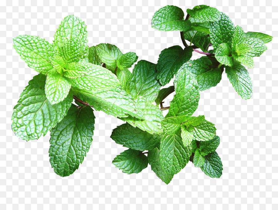 Feuilles De Menthe，Herbe PNG