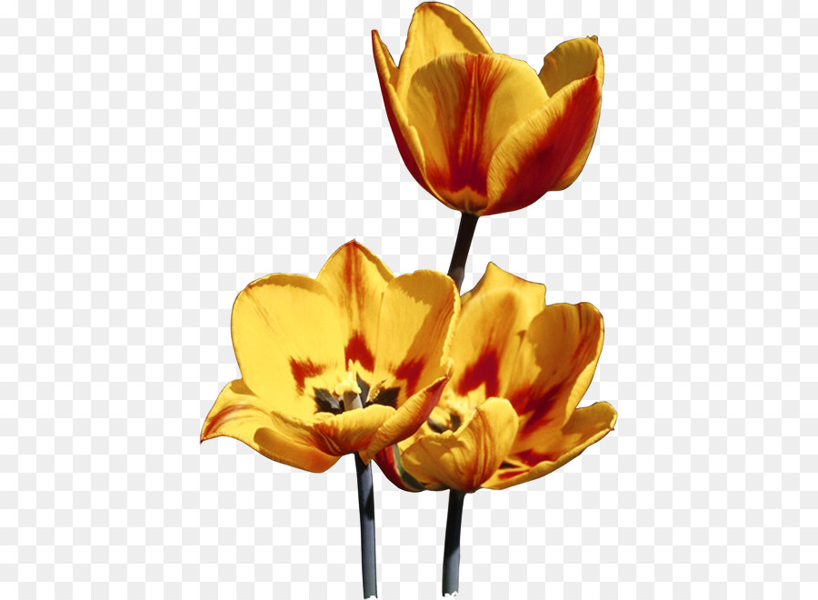 Tulipe，Fleurir PNG