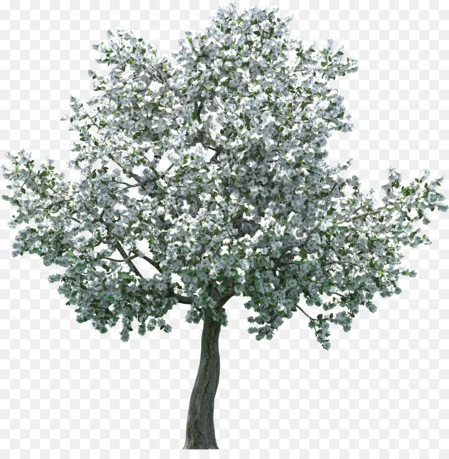 Arbre，Feuilles PNG