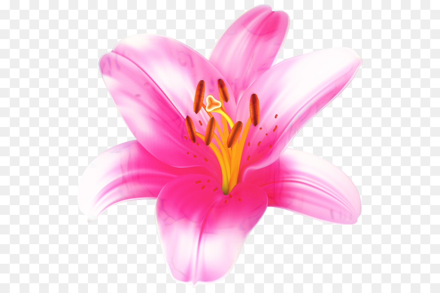 Fleur，Rose PNG