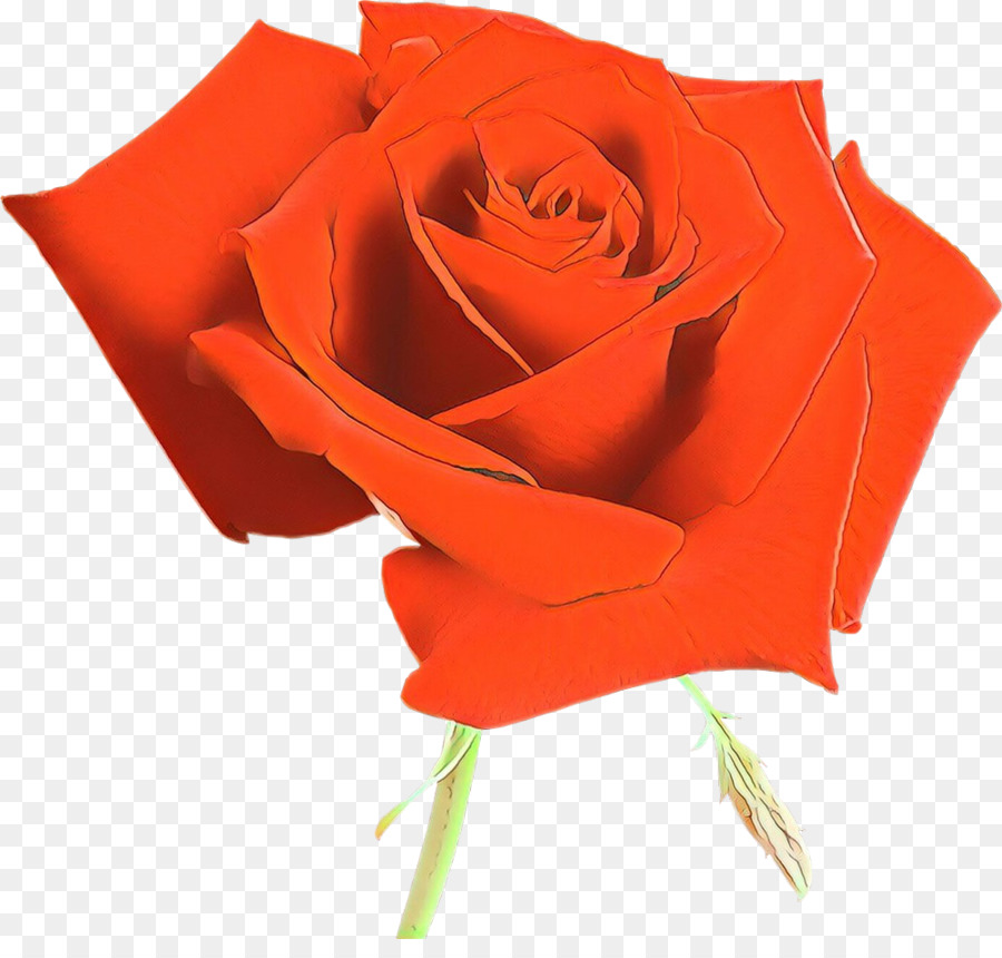 Rose Rouge，Floraison PNG