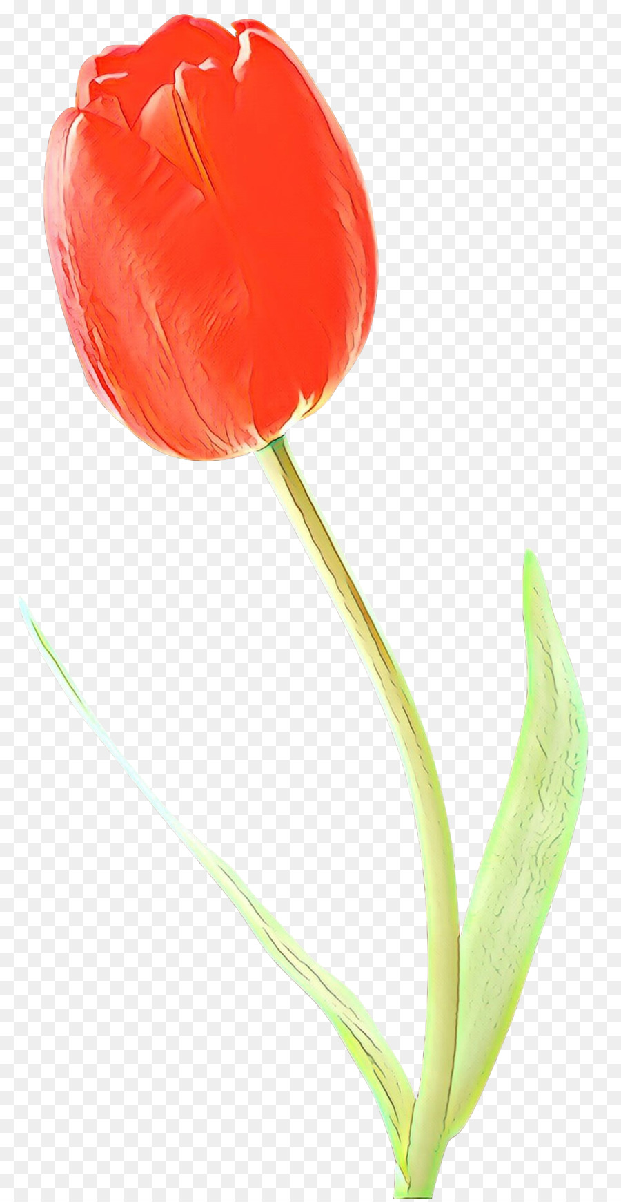 Tulipe Rouge，Tige PNG