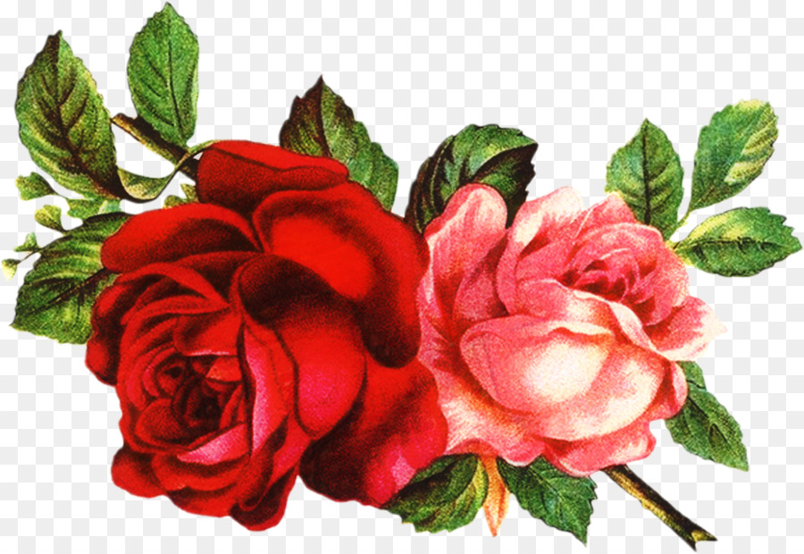 Les Roses De Jardin，Tasse De Thé PNG