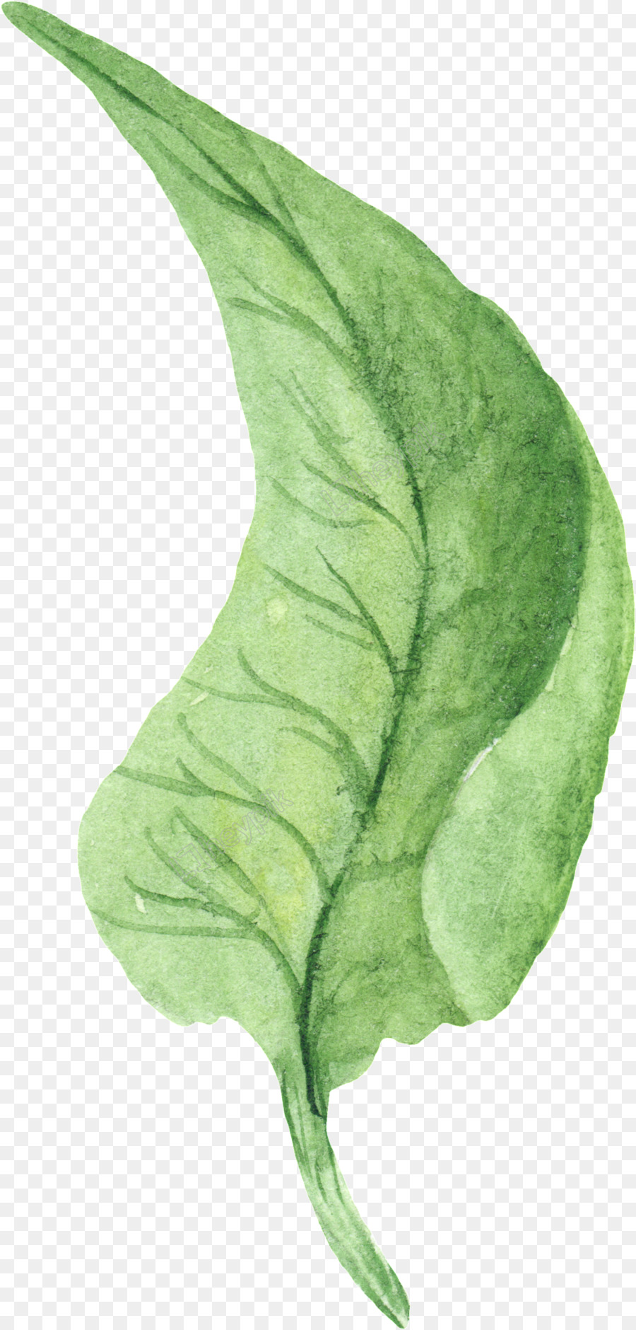 Feuille，Tige De La Plante PNG