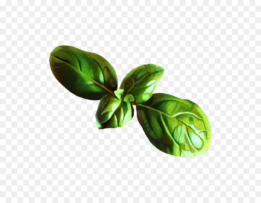 Basilic，Feuille PNG