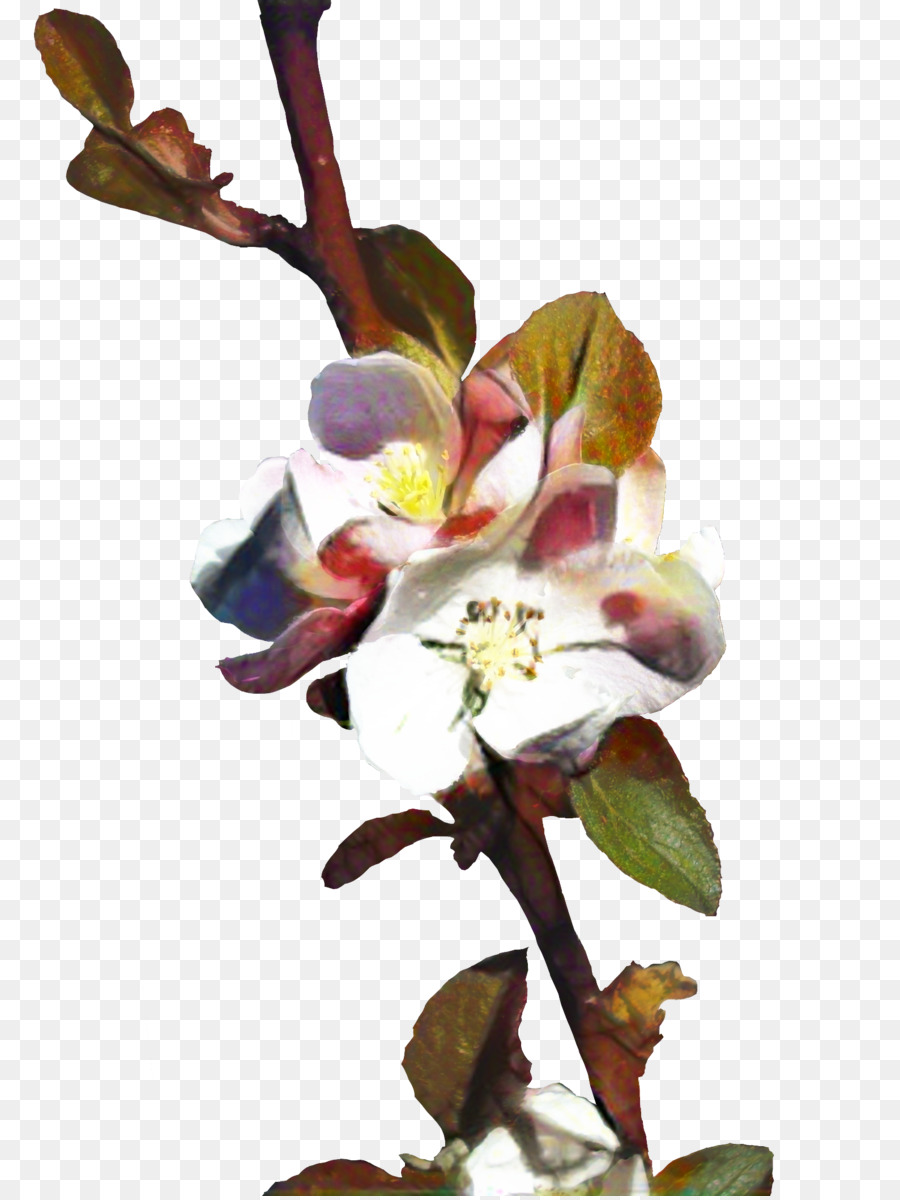 Tige De La Plante，Brindille PNG