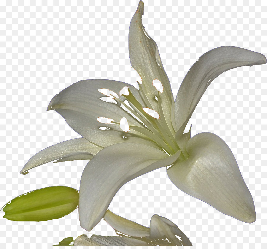 Fleur Blanche，Orchidée PNG