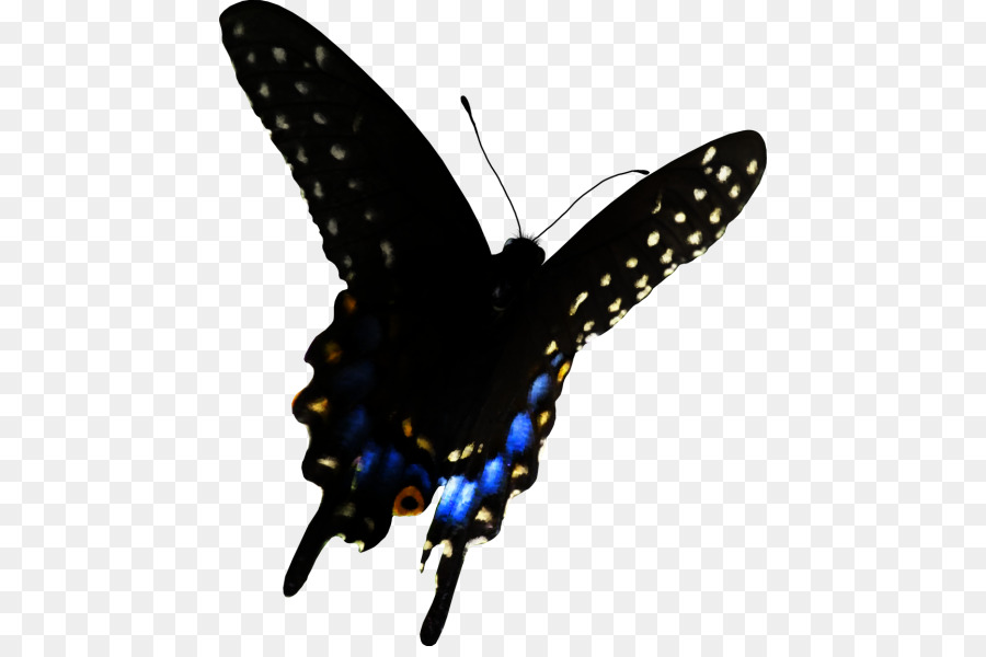 Papillon Noir，Ailes PNG