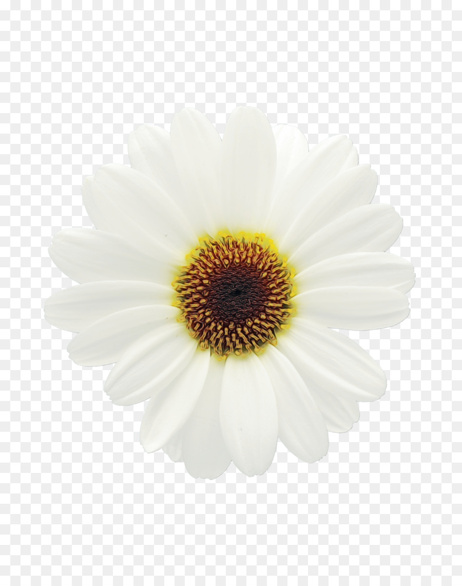 Fleur Blanche，Marguerite PNG