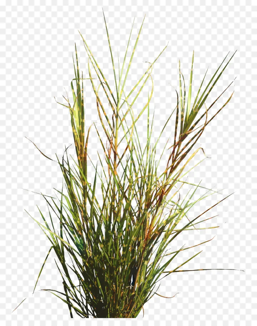 La Ciboulette，Herbes PNG