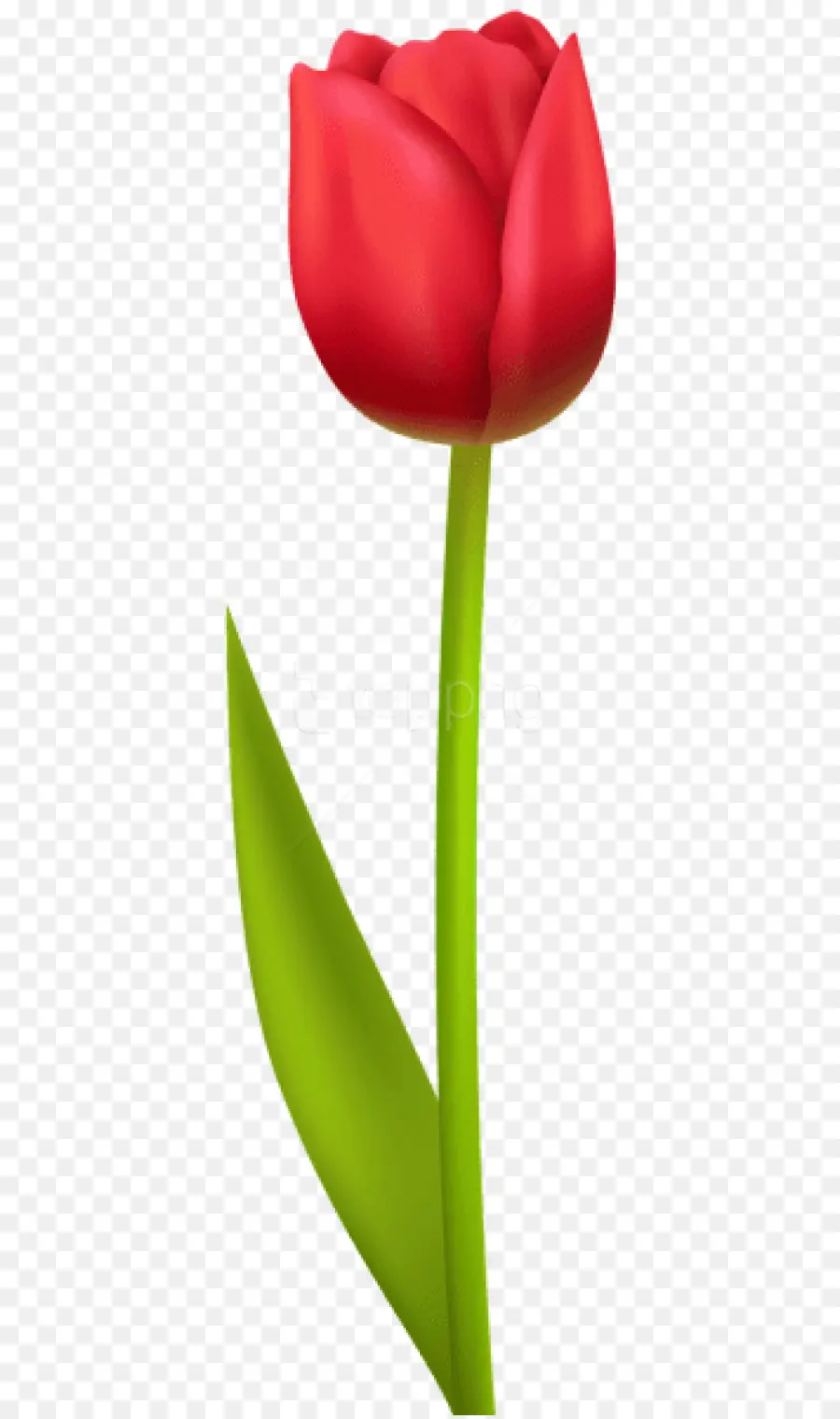 Tulip，Rouge PNG