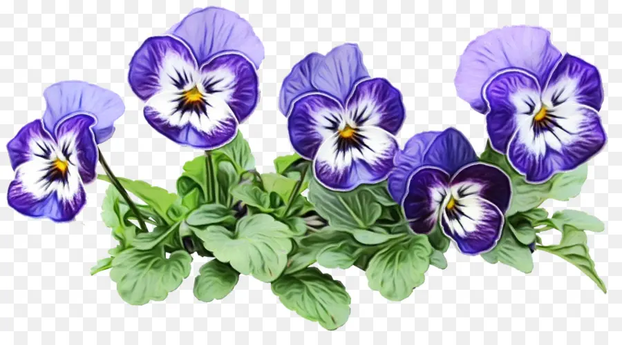 Fleurs Violettes，Violet PNG