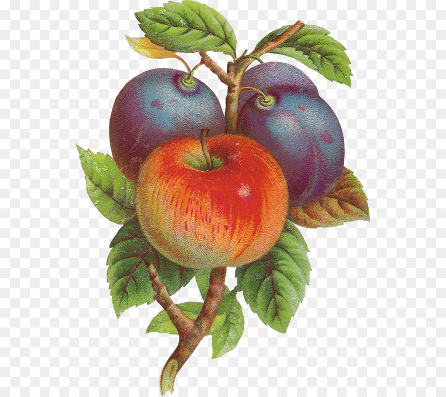 Pomme，Fruits PNG