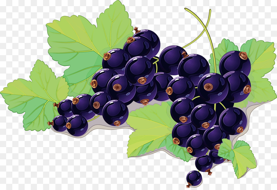 Raisins，Vigne PNG