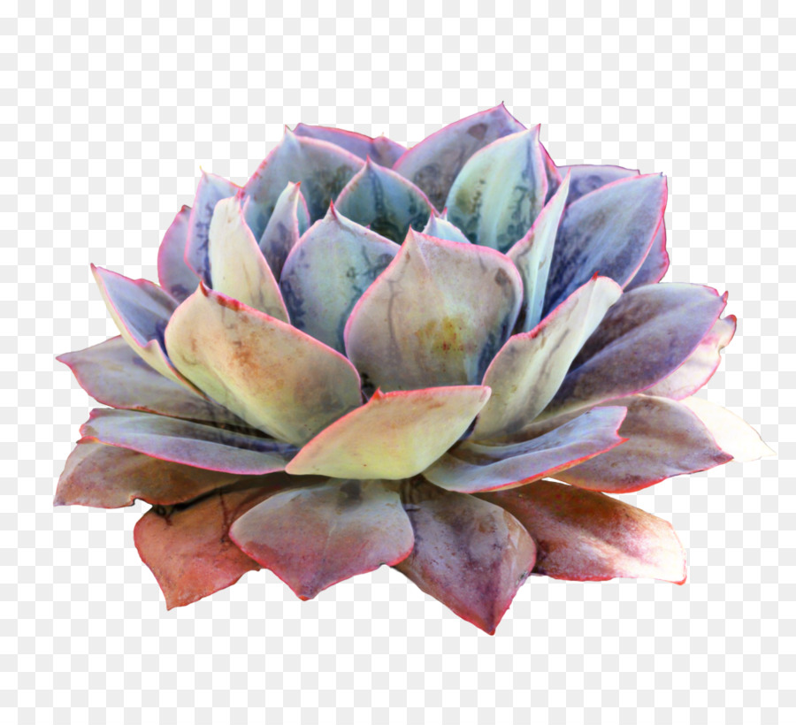 Plante Succulente，Cactus PNG