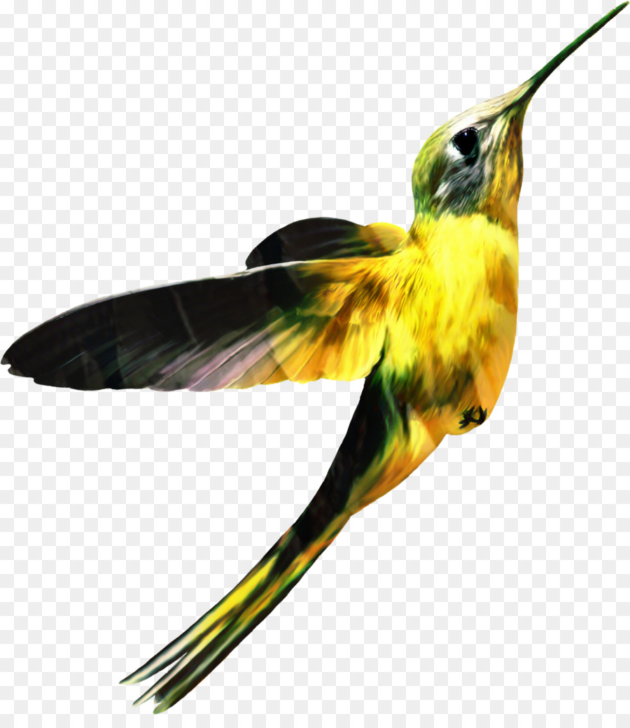 Colibri，Ailes PNG