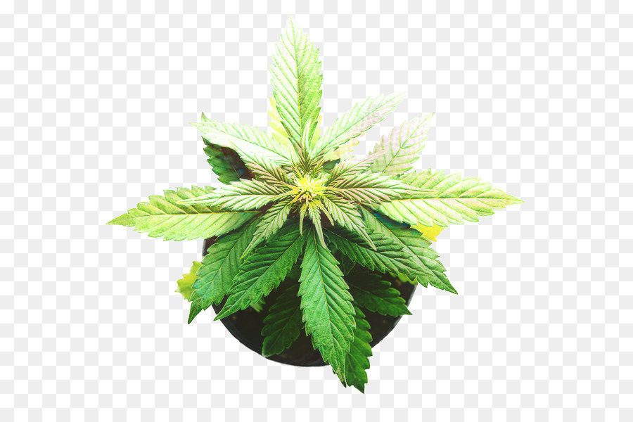 Le Cannabis，Feuille PNG