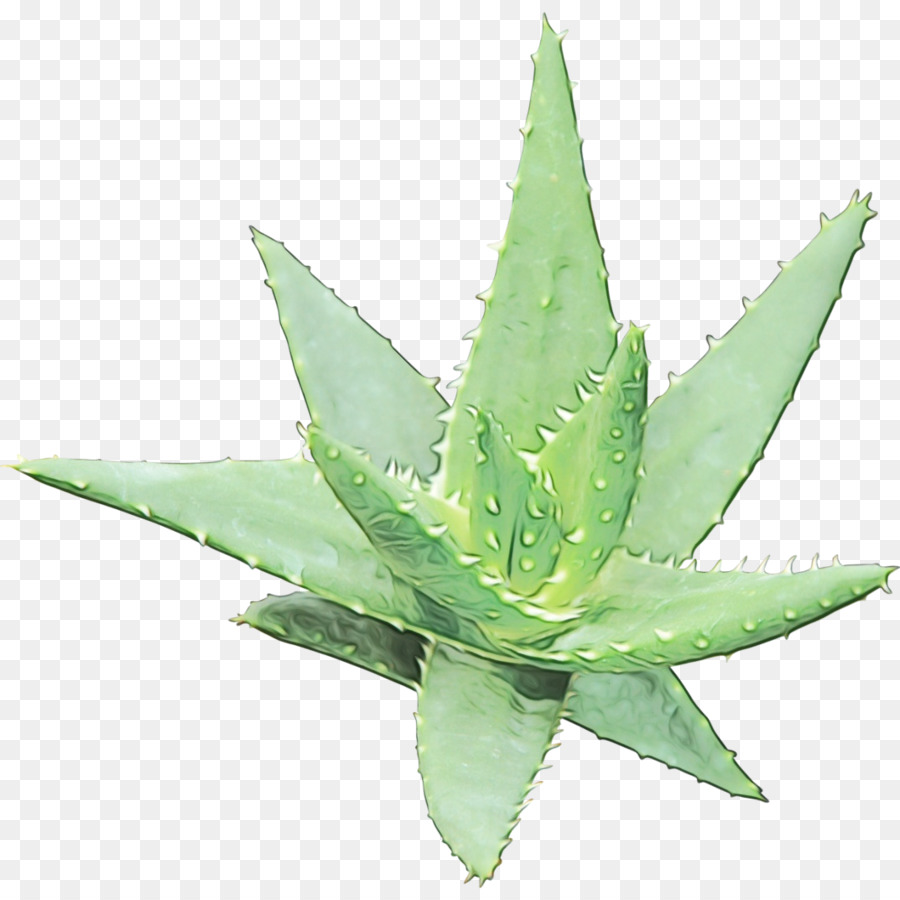 L'aloe Vera，Gel PNG