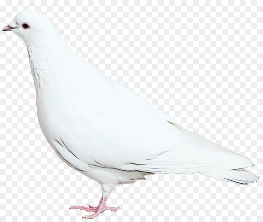 Colombe Blanche，Pigeon PNG