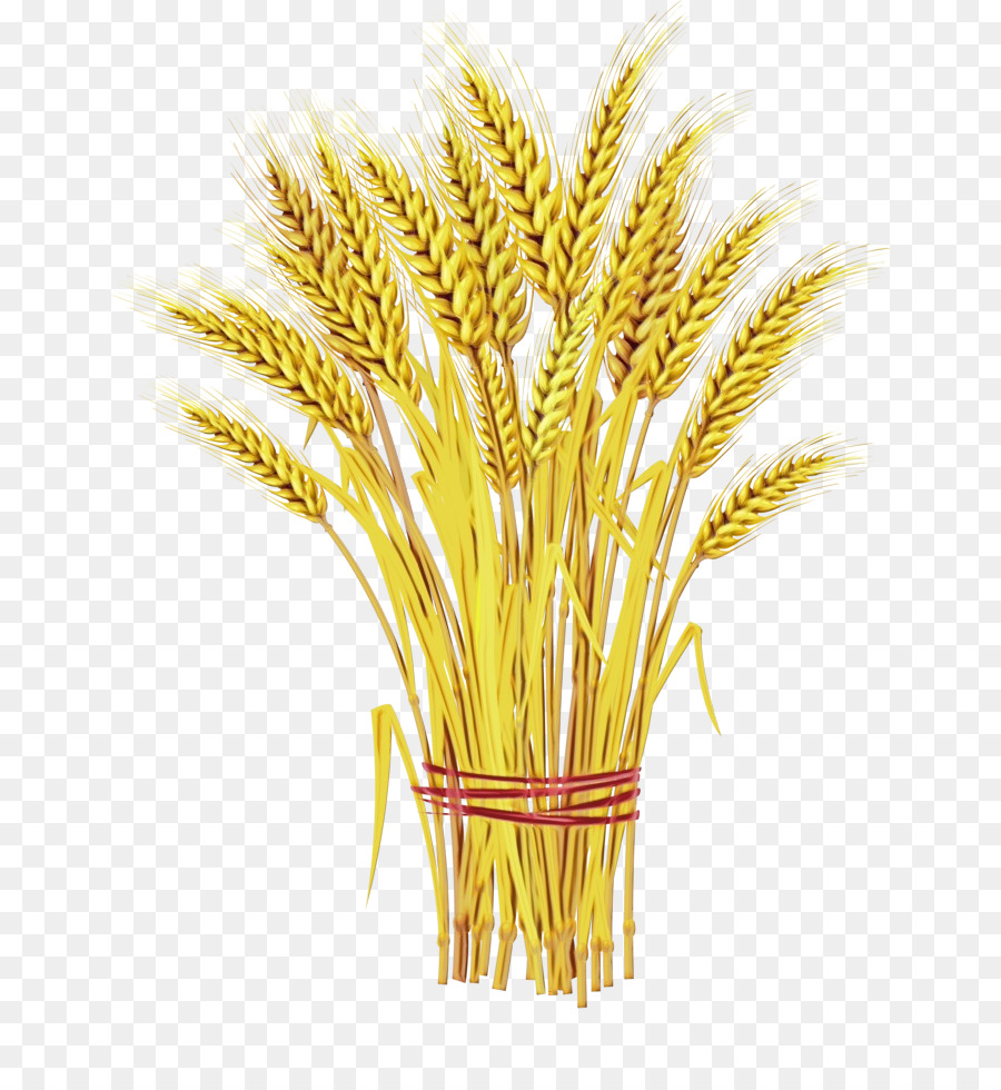 Usine De Riz，Grain PNG