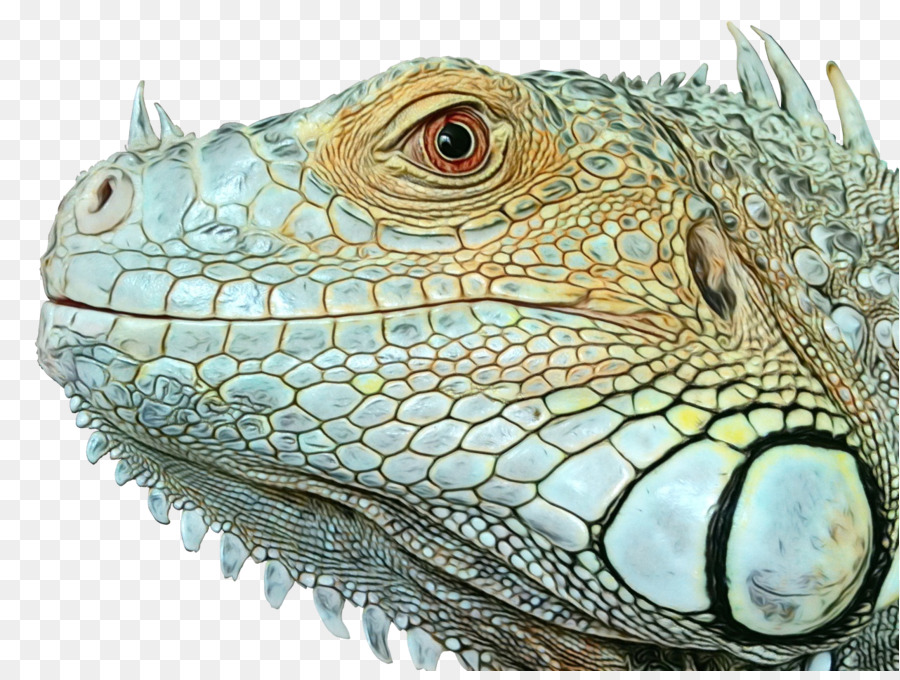 Lézard，Reptile PNG