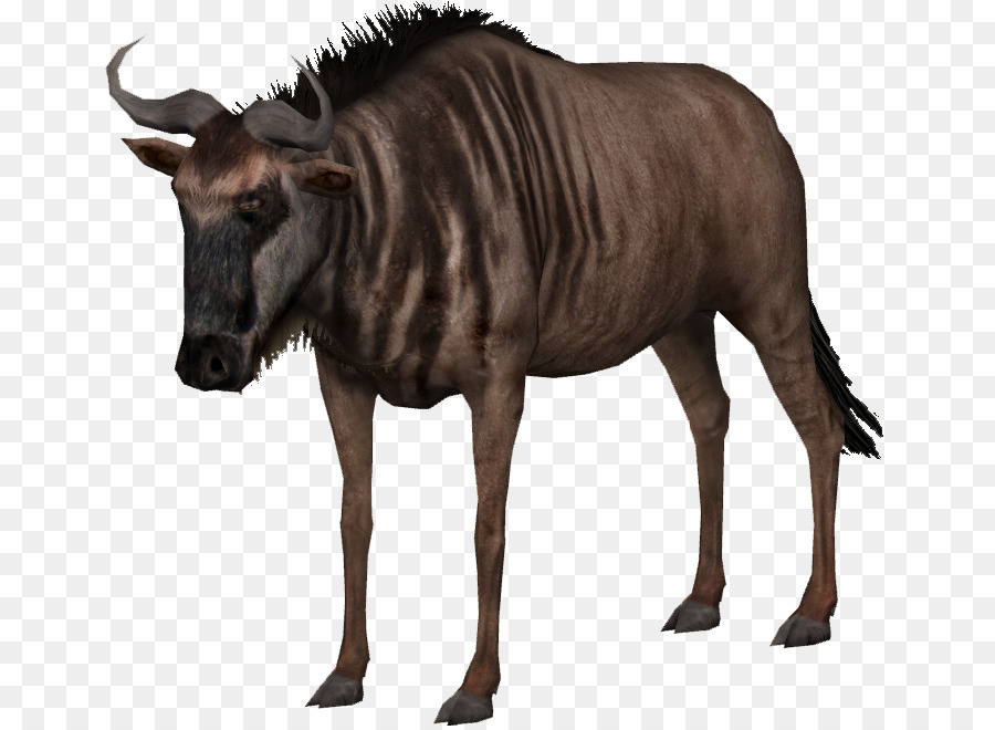 Buffle，Bison PNG