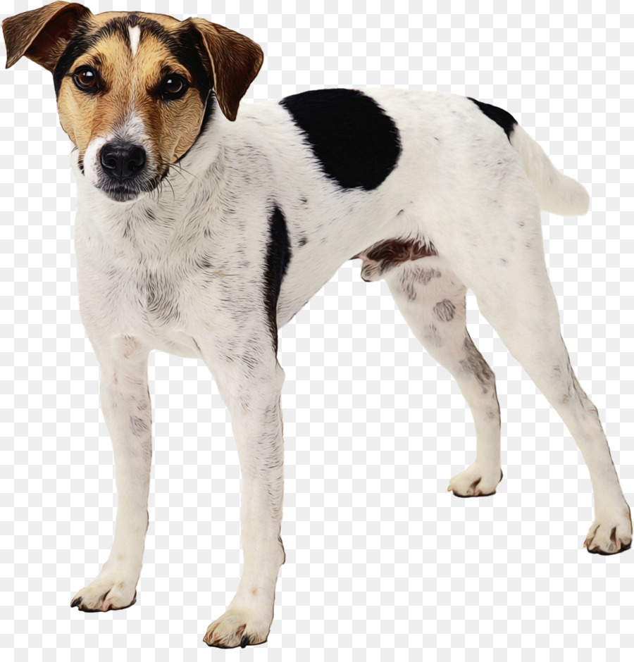Terrier De Jack Russell，Great Dane PNG