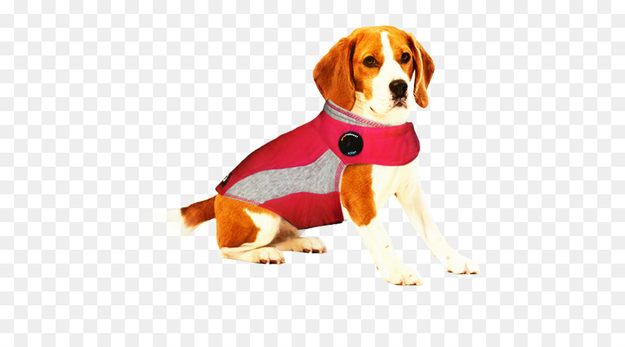 Chien En Gilet，Animal De Compagnie PNG