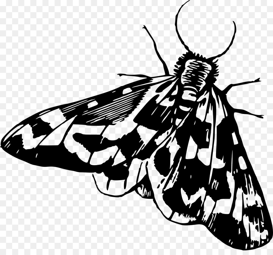 Dessin De Papillon，Insecte PNG