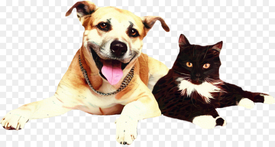 Chat Et Chien，Animaux De Compagnie PNG