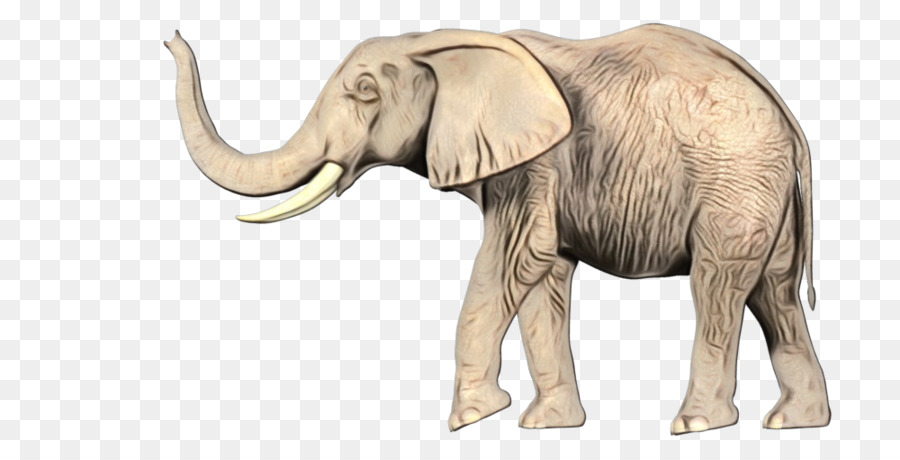 L'éléphant D'afrique，éléphant Indien PNG