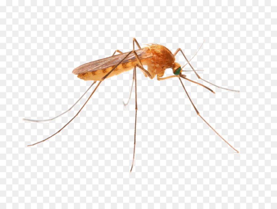 Lutte Contre Les Moustiques，Les Termites PNG