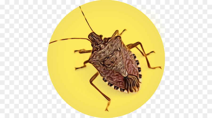 Les Insectes，Rat PNG