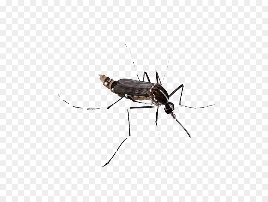 Moustique，L'infection à Virus Chikungunya PNG