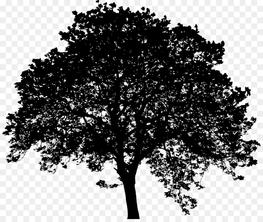 Arbre，Branche PNG