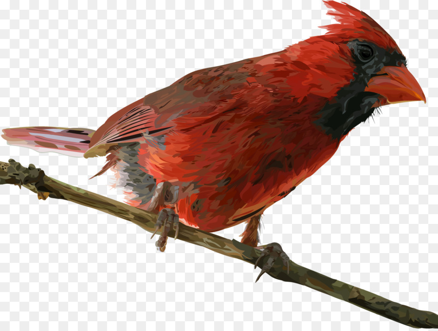 Cardinal，Rouge PNG