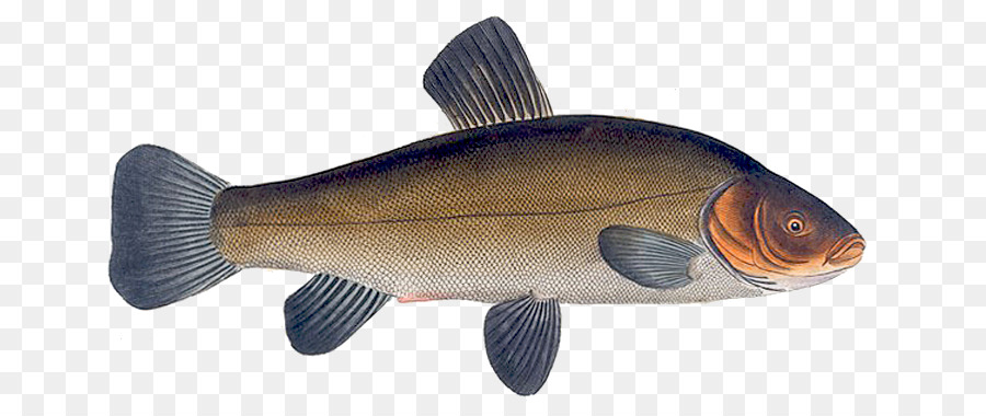 Poisson，Perche PNG