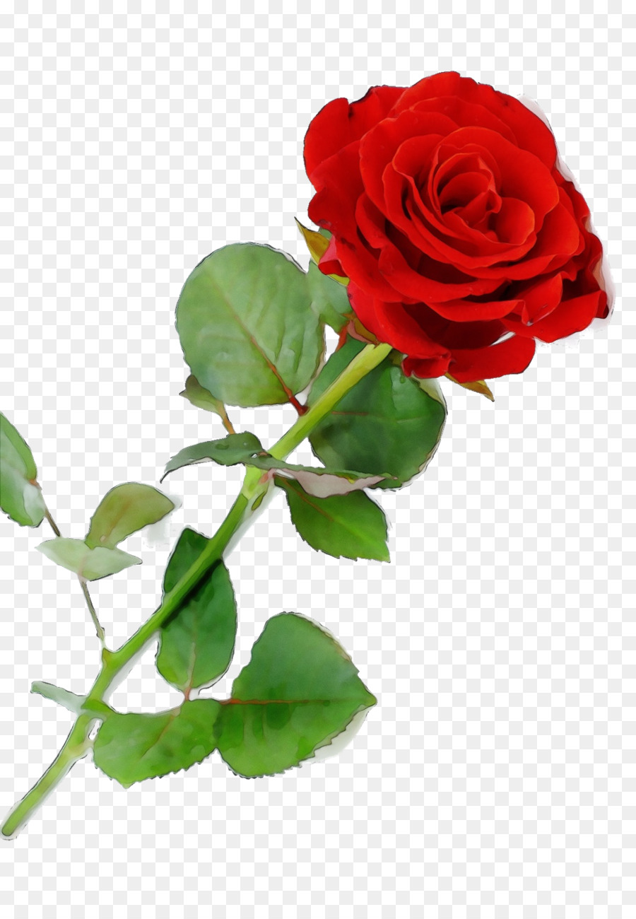 Rose，Rouge PNG