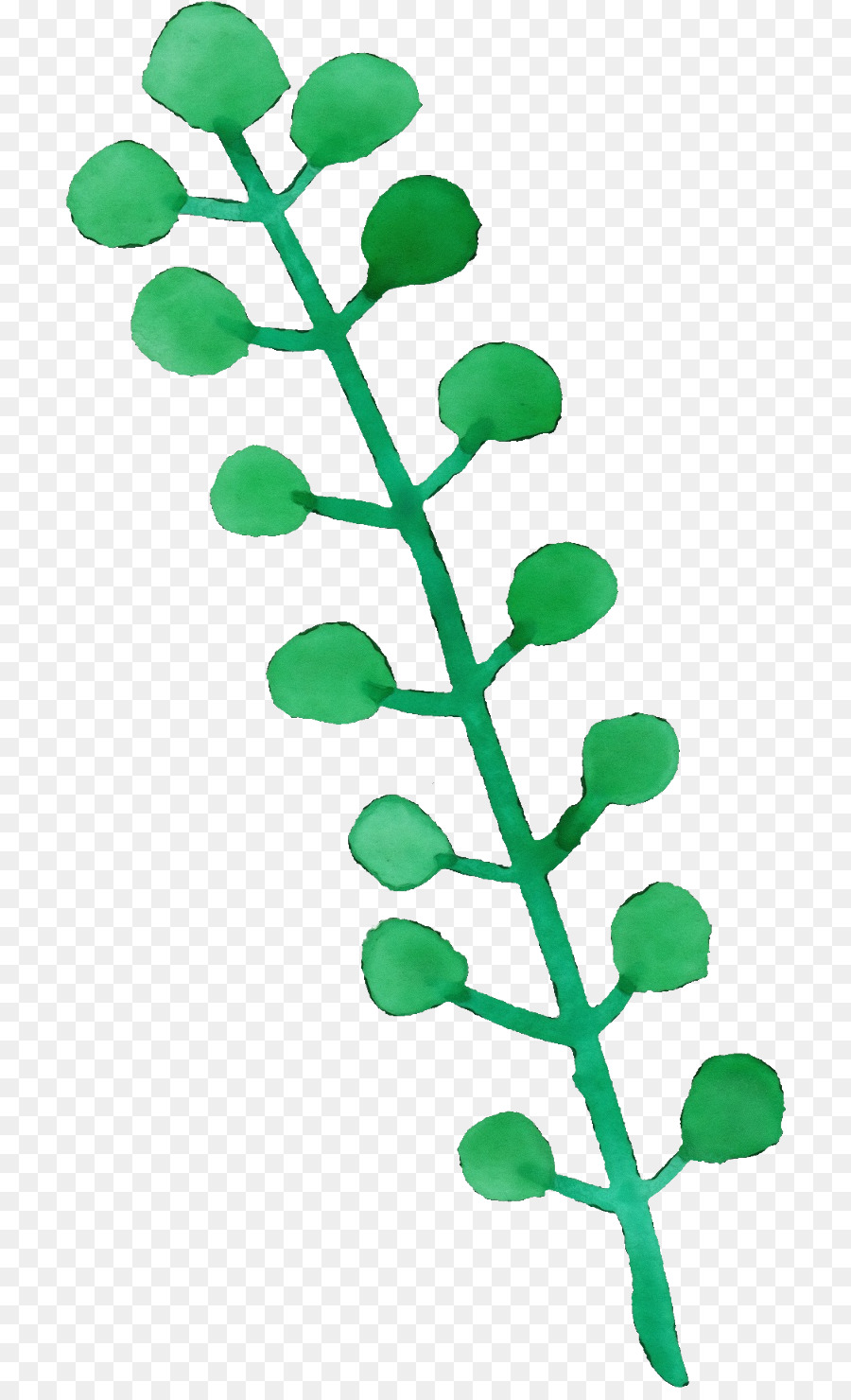 Feuille Verte，Botanique PNG