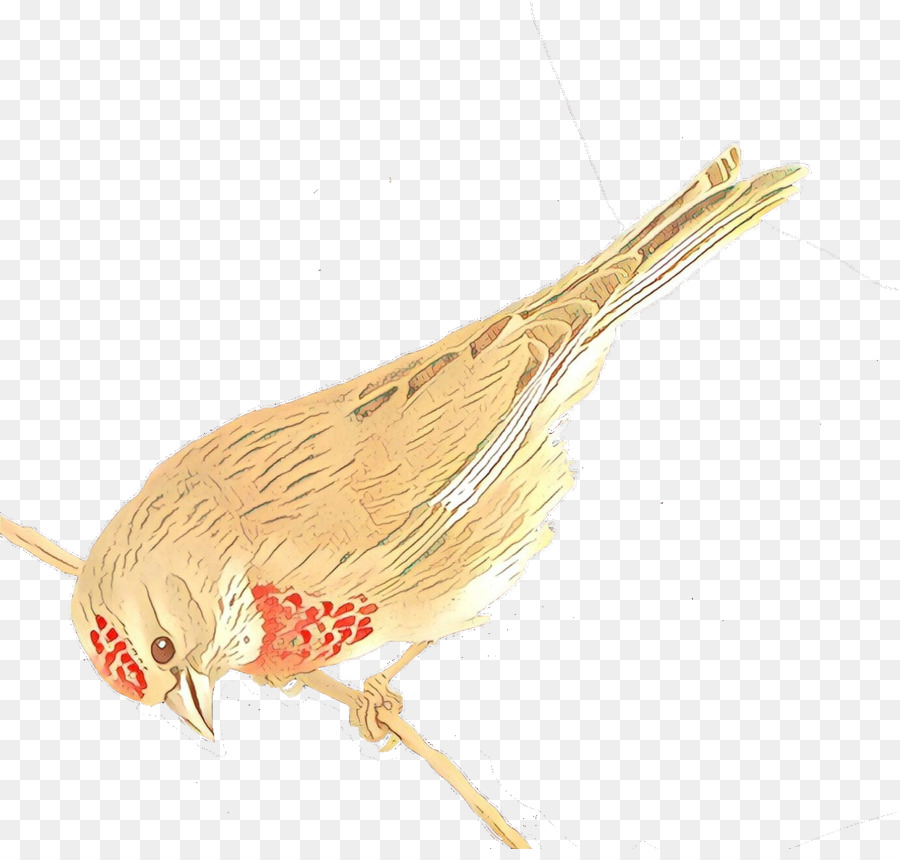 Oiseau Brun，Plumes PNG