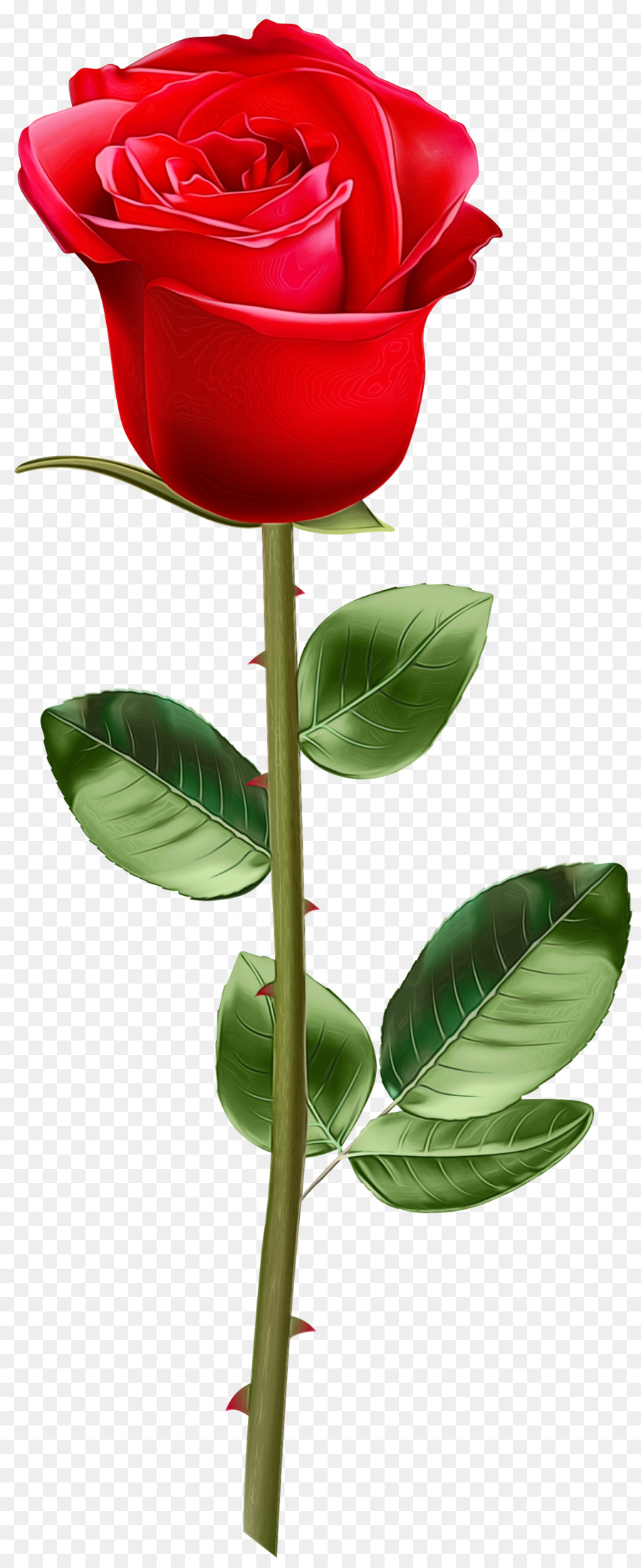 Rose Rose，Floraison PNG